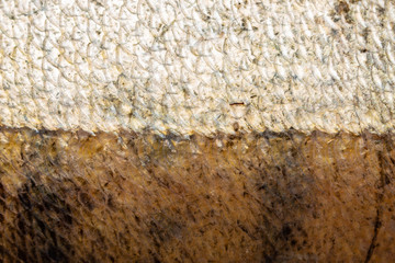 fish scales as background and texture © studybos
