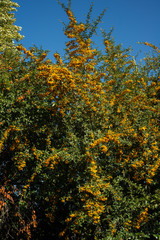 Cotoneaster horizontalis , Cotoneaster