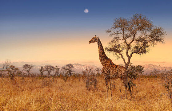 Fototapeta Żyrafa przy świtem w Kruger parku Południowa Afryka