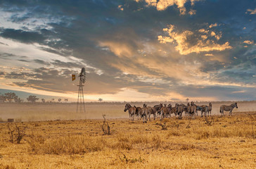 Herd of Burchell's zebras at sunset, Kruger National Park - South Africa - obrazy, fototapety, plakaty