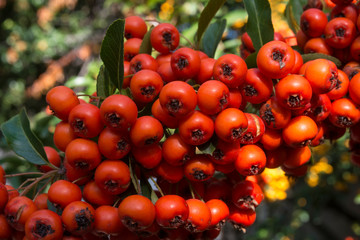 Cotoneaster horizontalis , Cotoneaster