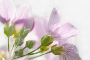 Obraz premium Wiesen-Schaumkraut (Cardamine pratensis)