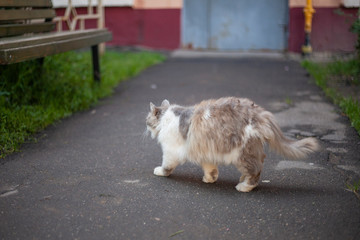 Naklejka na ściany i meble Cute cat is sitting on a bench. Homeless cat walks on the street. Fluffy cat.