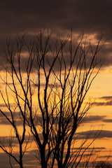 tree branches at sunset as background