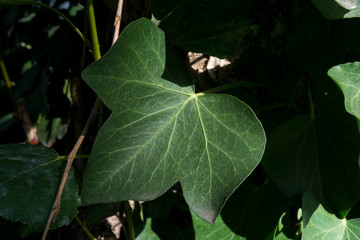 Lierre, hedera helix
