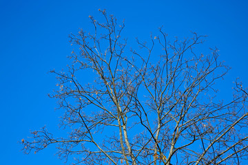bare branches of tree against blue sky