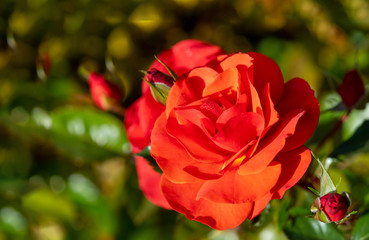 Beautiful red rose close up