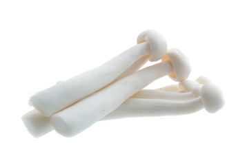 Enoki mushroom, White on background