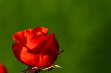 Obraz premium Beautiful red rose close up