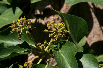 Lierre, hedera helix