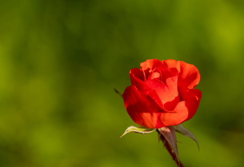 Beautiful red rose close up