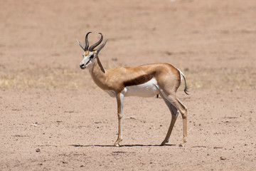 Springbok, Antidorcas marsupialis, Afrique du Sud