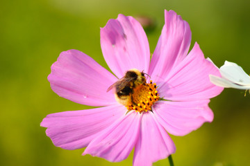 bee