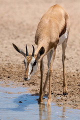 Springbok, Antidorcas marsupialis, Afrique du Sud