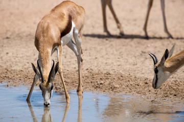 Springbok, Antidorcas marsupialis, Afrique du Sud