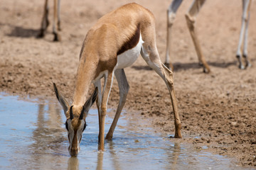 Springbok, Antidorcas marsupialis, Afrique du Sud