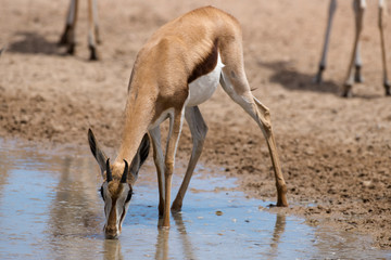 Springbok, Antidorcas marsupialis, Afrique du Sud