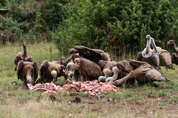 Vautour fauve, Gyps fulvus