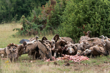 Vautour fauve, Gyps fulvus