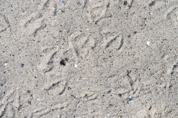 Foot prints of birds in the sand