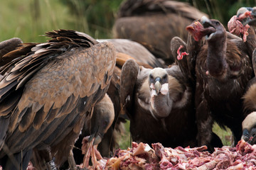 Vautour fauve, Gyps fulvus