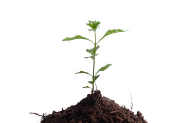 Green sprout growing out from soil isolated on white background