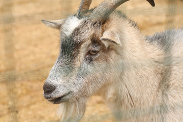 portrait of a beautiful goat sadly looks forward