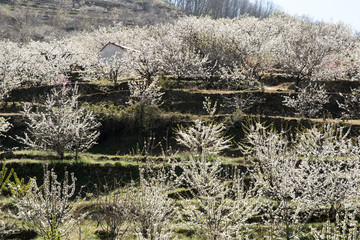 Valle del Jerte in Caceres Extremaduar Spain with cherry blossoms water waterfalls and villages