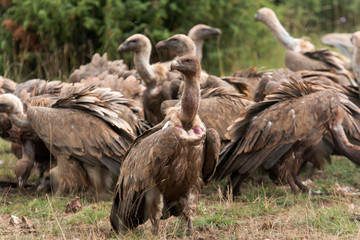 Vautour fauve, Gyps fulvus