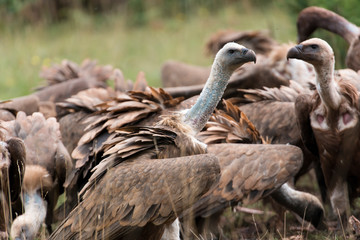 Vautour fauve, Gyps fulvus