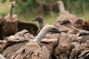 Vautour fauve, Gyps fulvus