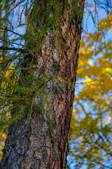 Obraz premium blue tit bird on tree trunk in autumn scenery