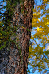 Obraz premium blue tit bird on tree trunk in autumn scenery