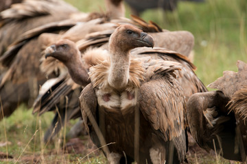 Vautour fauve, Gyps fulvus