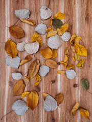 Close up of a dry leaf on the ground