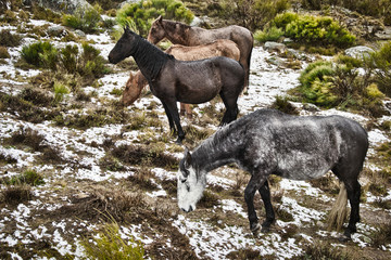 Horses eating grass on a green field among the snow in Gredos Avila Spain