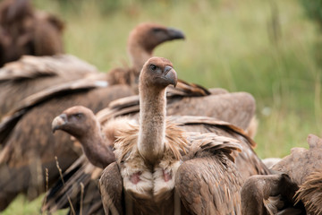Vautour fauve, Gyps fulvus