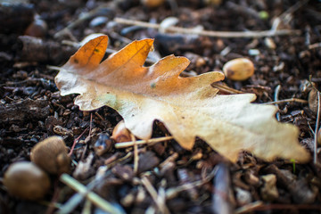 Dry yellow leaves and dry brown acorns on the ground in autumn