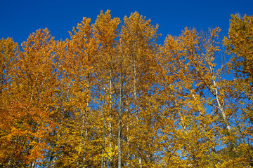 golden autumn trees against blue sky