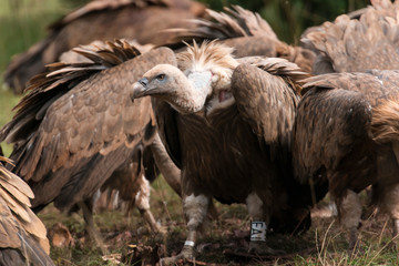 Vautour fauve, Gyps fulvus