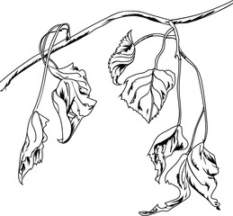 branch with autumn leaves, graphics