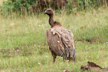 Vautour fauve, Gyps fulvus