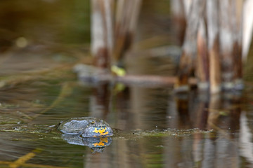 rufende Rotbauchunke (Bombina bombina) - European fire-bellied toad