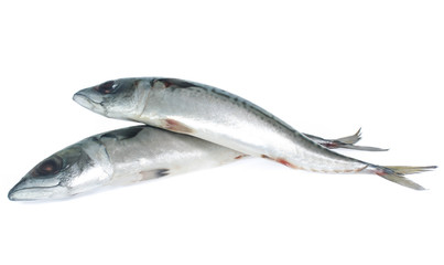 Fresh saba fish isolated on white background