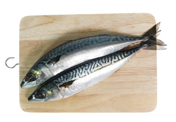 Fresh saba fish isolated on white background