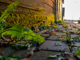 green leaf in the foreground, blurred background