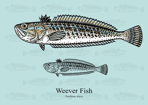 Weever fish. Vector illustration with refined details and optimized stroke that allows the image to be used in small sizes (in packaging design, decoration, educational graphics, etc.)