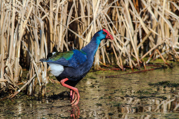 Purple Gallinule