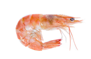 Shrimp isolated on the white background