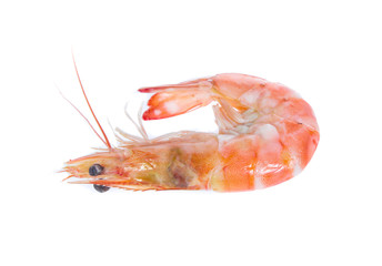 Shrimp isolated on the white background